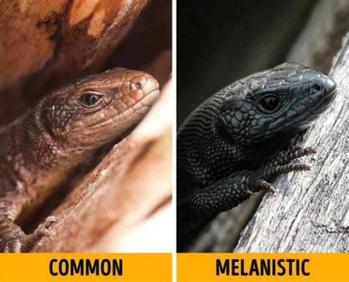 16 Melanistic Animals That Are the Truest Children of the Night