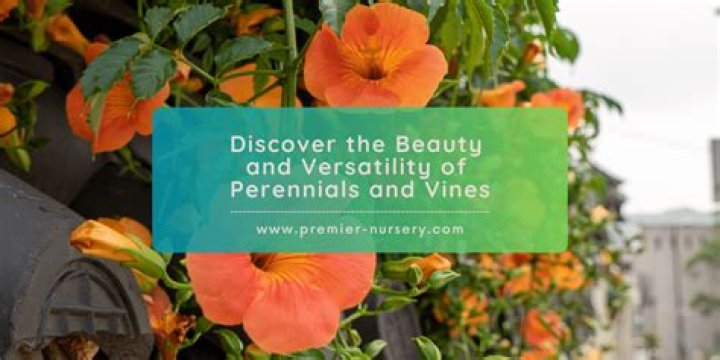 Discover Timeless Beauty And Versatility