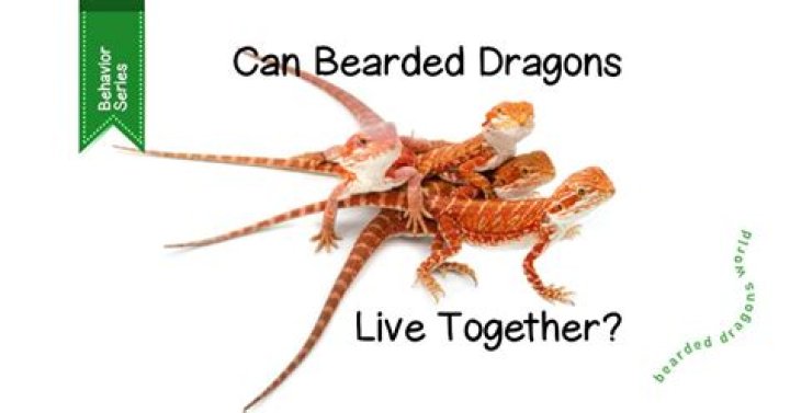 Uncover The Hidden World Of Bearded Dragon Mites: Visual Insights Revealed