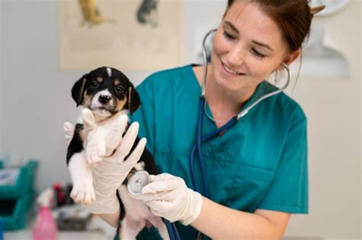 Unlock The Secrets Of Animal Care With Dr. Tom Veterinarian
