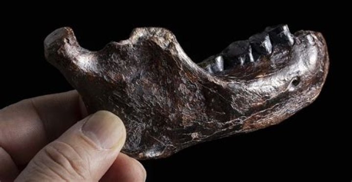 Unveiling The Byford Dolphin's Fate: Autopsy Photos Reveal Secrets